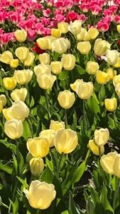 Read more about the article A Virginia Digital Marketing Company Guide: GMB Optimization for Local Businesses