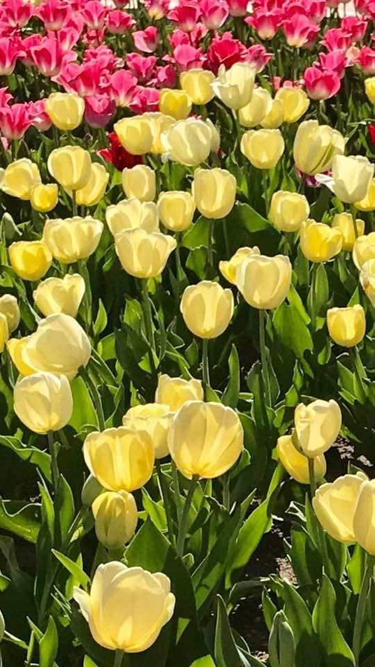 You are currently viewing A Virginia Digital Marketing Company Guide: GMB Optimization for Local Businesses