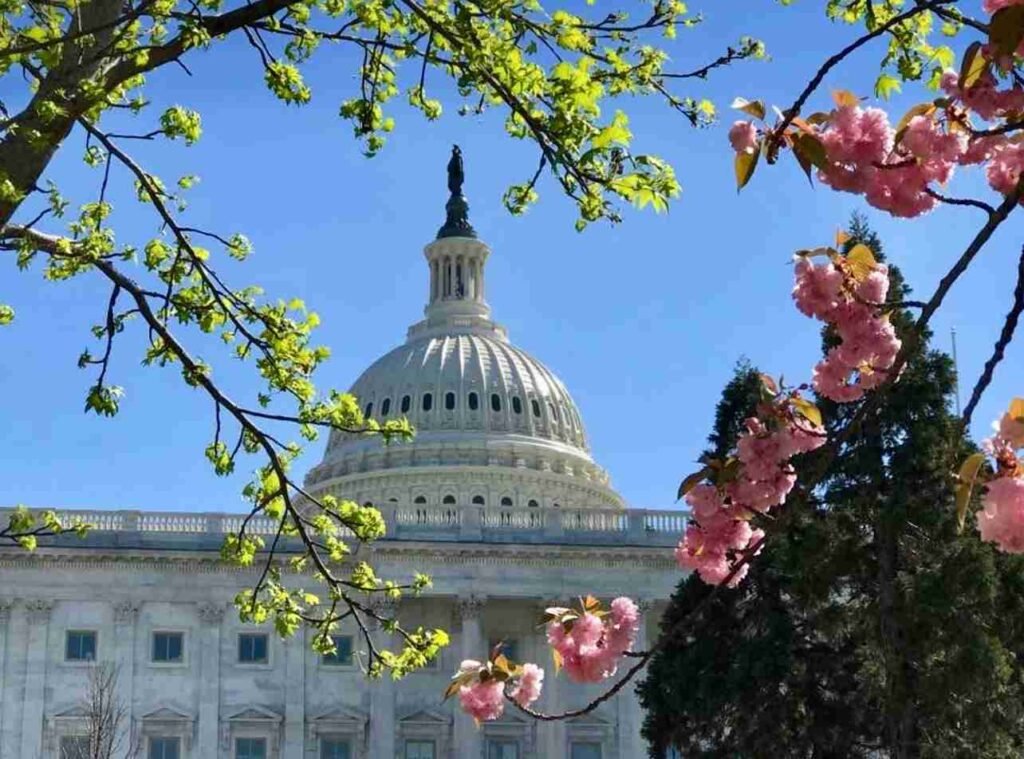 U.S. Capitol building framed by blooming cherry blossom branches under a clear blue sky.